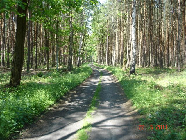 Leśne dukty w okolicach Krośnic