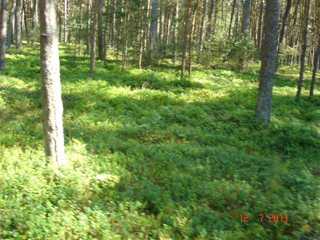 Pola jagodowe w lasach koło kampingu. Pola jagodowe w lasach koło kampingu.