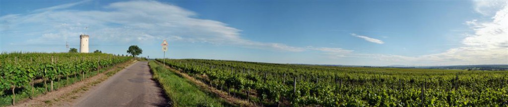 Panorama - winnice, jak okiem sięgnąć. Okolice Nierstein. Kliknij, aby wyświetlić panoramę.