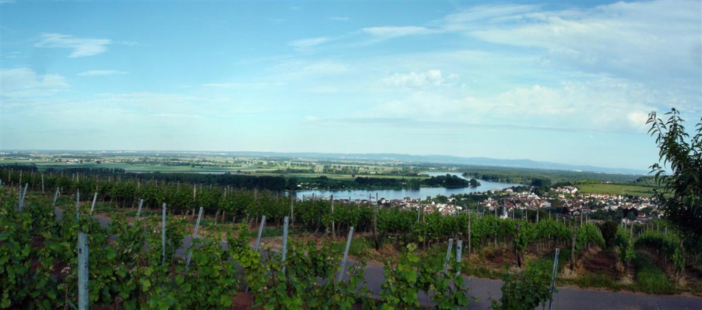 Panorama Renu z poziomu winnic ponad 200 m.n.p.m. Kliknij, aby wyświetlić panoramę.